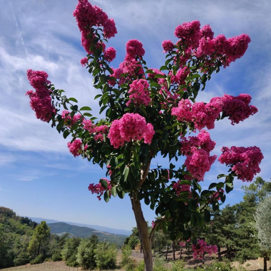 Chambre Double En Pleine Nature "La Clairiere De L'Ange" Peyrins Экстерьер фото